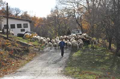 Zvonko.sv.Platon.jpg